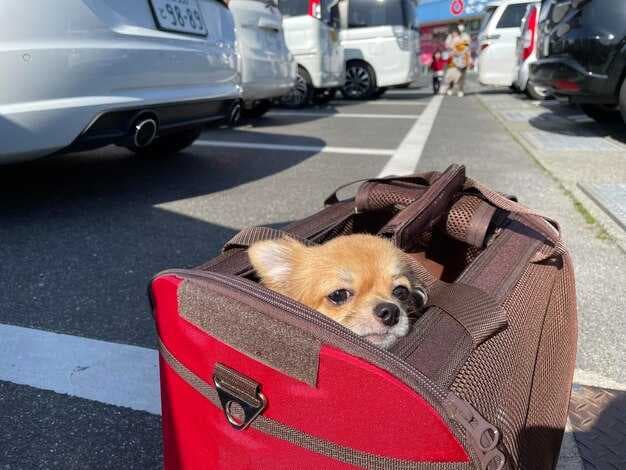 Pets as Checked Baggage - A Practical Guide to Flying with Your Pet