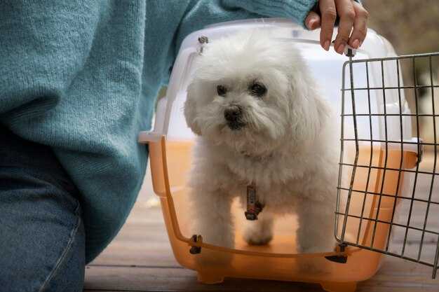 Pet eligibility for domestic flight carriage (age, health, and behavior requirements)