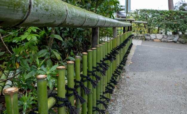 Choosing Bamboo Species by Climate, Size, and Use