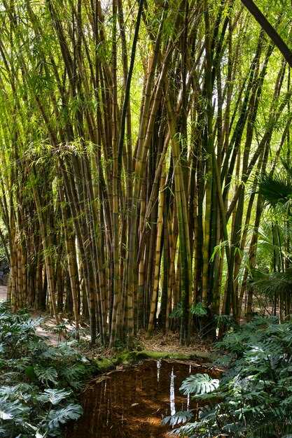 Bamboo Garden: How to Grow, Design, and Maintain a Lush Bamboo Landscape