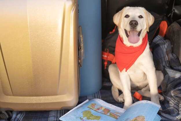 Permits and Paperwork: Pet Passport, Import Permit, and CIQ Clearance