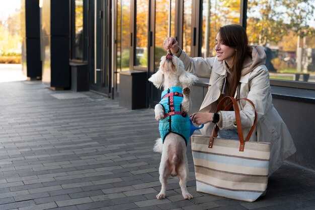 How to Travel With Pets Through Beijing Airports: A Practical Guide to Rules, Fees, and Tips