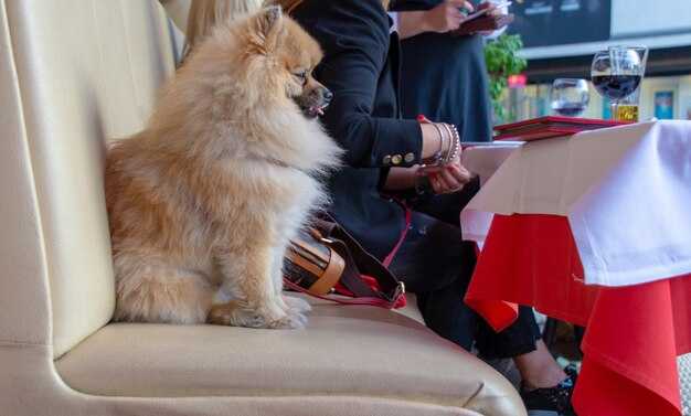 Pet Travel Rules at Beijing Capital and Daxing Airports: A Comprehensive Guide for Traveling with Pets